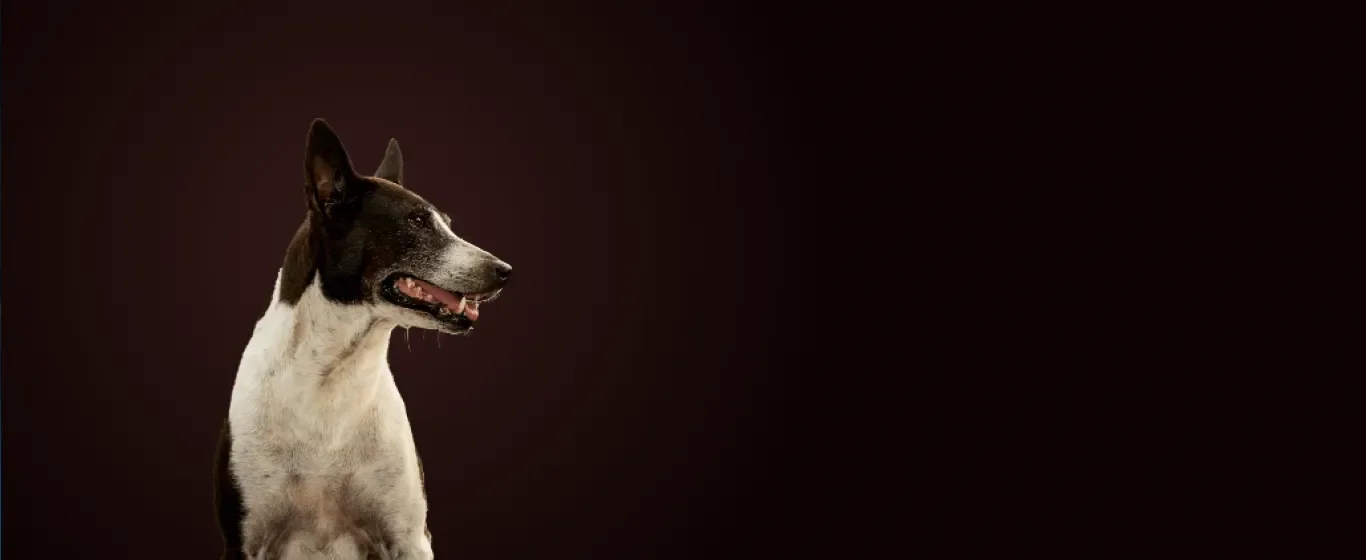 BHARCS Banner